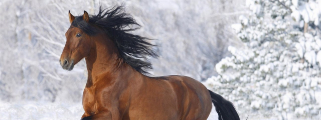horse running through snow